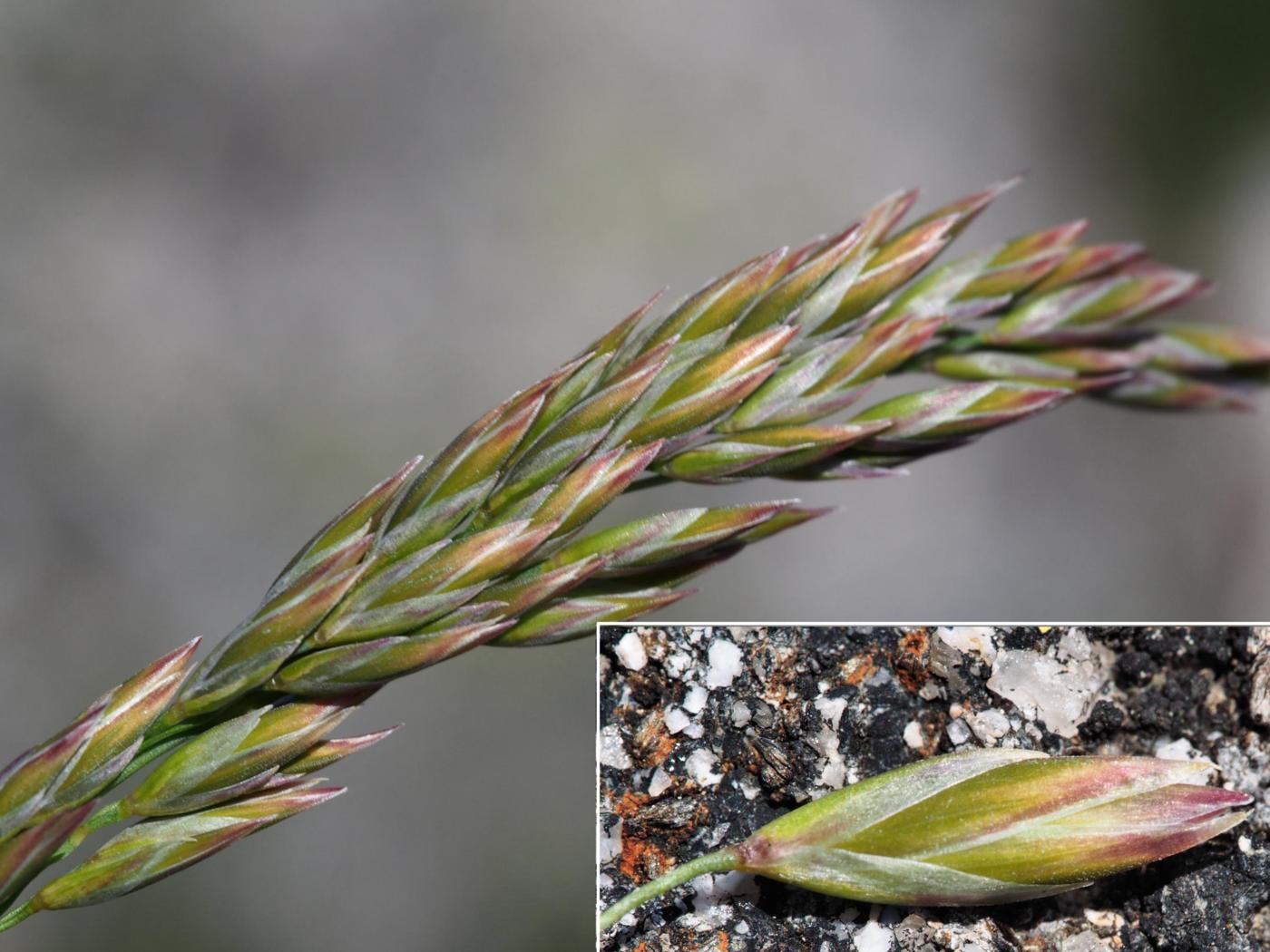 Fescue, (Loose-clustered) fruit